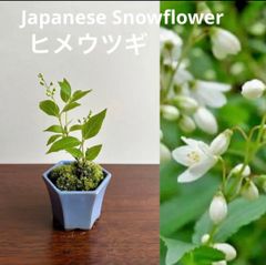 ミニ盆栽　ヒメウツギ　瀬戸焼　アンティークブルー系
