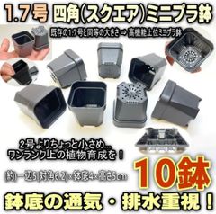 ◆平日＊日中注文即日発送-1.7号四角(スクエア)■高機能ミニプラ鉢-黒(一辺5×高5cm)10鉢セット＊鉢底の通気・排水重視＊多肉植物・塊根植物コーデックス・アガベ・サボテン・盆栽・観葉・ハオルチア・アデニウム・パキポディウム・実生＠フラワーショップ江口