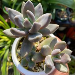 エケベリア、ハガイトリマネンシス
