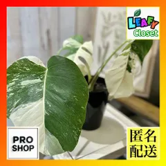 超希少個体❣️今後の斑不明‼️モンステラボルシギアナ　レインボー❣️ モンステラボルシギアナ( Monstera Borsigiana ) - 私のモンステラ