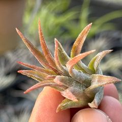 チランジア イオナンタ ミディ グレー(グレイ) Tillandsia ionantha var. Midi Grey＊エアプランツ＠フラワーショップ江口