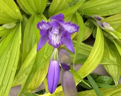 2025年最新】紫蘭の人気アイテム - メルカリ