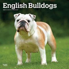 【輸入版】2024年 ブルドッグ カレンダー / ブラウントラウト 30.5 x 61 cm (English Bulldogs  Calendar)
