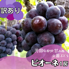 訳あり！大房ピオーネ１房　岡山　種なし　送料込み　化粧箱入り