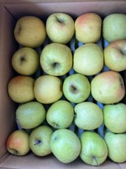 【わけあり品】青森県産りんご「王林・名月」加工・ジュース用　色薄・大キズ・変形・押しキズ有 10kg以上【数量限定】