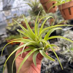 チランジア ストレプトフィラ×キセログラフィカ Tillandsia streptophylla × Tillandsia xerographica＊エアプランツ＠フラワーショップ江口
