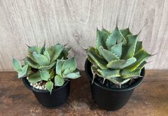 Agave /アガベ 山宅雷神 黄覆輪 発根済み 送料込み 子株4個付き