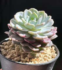 エケベリア ラピネ 韓国苗 多肉植物 (Lapine)