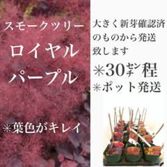 スモークツリー　ロイヤルパープル　苗・苗木　★育て方用紙付き　★30㌢程　★新芽確認済みの大きい苗から発送致します！