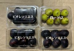 いちじく　ビオレソリエス、ロードス　クール便