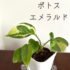 【ポトス/エメラルド/Emerald】希少 レア ハンギング インテリアプランツ 吊るす 蔓性植物 観葉植物 室内