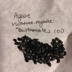 【種子100粒】アガベ・ビクトリアエレギナエ「ブスタマンテ」 Agave victoriae-reginae 'Bustamante'
