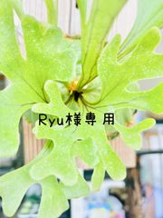 ビカクシダ