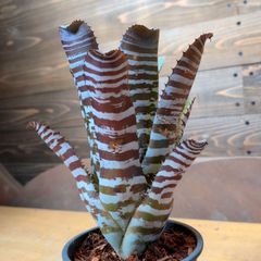 アガベ チタノタ　ブラックドラゴン　Black Dragon /虎鯨　鉢ごと発送 アガベ チタノタ ブラックドラゴン /虎鯨 活着株鉢ごと発送 【公式通販】