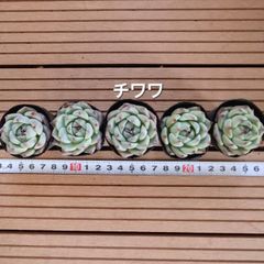 m*u様 ①大きめ苗! そわそわ❣️龍鱗蓮華❣️三日月❣️ちょこん❣️6苗メルカ 焔魔るり(EnmaRuri)🍆🙏 on X: 