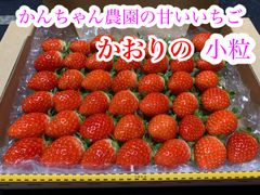 メルカリshop 小粒いちご かんちゃん農園