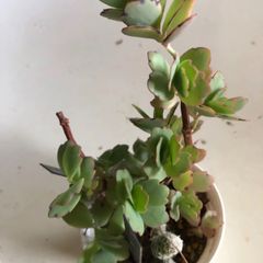 多肉植物　寄せ植え　胡蝶の舞3苗