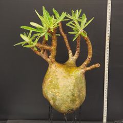 J604【自社養生株】Pachypodium　グラキリス（L）（発根株・現地球・抜き苗）【塊根植物】パキポディウム　グラキリス