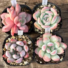 アリエル錦 葉挿し 確認画面 多肉植物 斑入り 錦 覆輪 超美ミニマ錦 覆輪錦 美斑入り エケベリア 激レア高級多肉植物