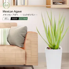 2025年最新】テキーラ サボテンの人気アイテム - メルカリ