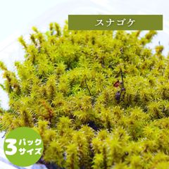 【高原の苔】 スナゴケ 星形がかわいい日光に強い苔 テラリウム 盆栽に 苔パック コケ 苔テラリウム 日向向き オープン容器向け L(１２ｃｍ×１９ｃｍ)外寸