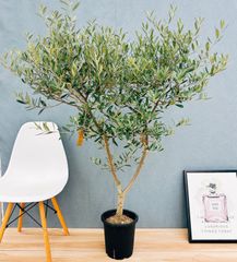 現品］85番 ドラセナ コンシンネ レインボー 観葉植物 室内 8号 プラ鉢