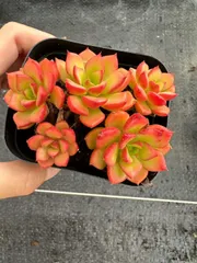 54株×ティア 多肉植物 エケベリア セダム アエオニウム グラプトペタルム 韓国苗 寄せ植え CQ1933