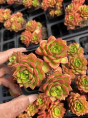 54株×ティア 多肉植物 エケベリア セダム アエオニウム グラプトペタルム 韓国苗 寄せ植え MT678