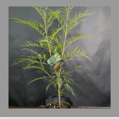 コウジ様専用出品　グレビレア5本