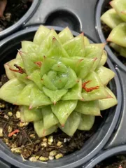 18株×バラマリア 多肉植物 エケベリア セダム アエオニウム グラプトペタルム 韓国苗 寄せ植え MY18