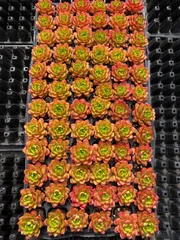 72苗×ティア 多肉植物 エケベリア セダム アエオニウム グラプトペタルム 韓国苗 寄せ植え MWS1