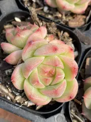 2025年最新】寄せ植え鉢の人気アイテム - メルカリ