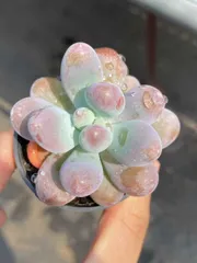 50株×ダイセイ 多肉植物 エケベリア セダム アエオニウム グラプトペタルム 韓国苗 寄せ植え MY397