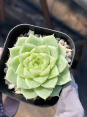 2025年最新】ローズセダムの人気アイテム - メルカリ