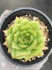 18株×バラマリア 多肉植物 エケベリア セダム アエオニウム グラプトペタルム 韓国苗 寄せ植え MY535