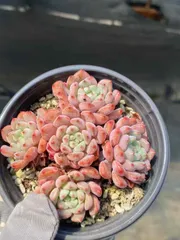 2025年最新】多肉植物 セダム 抜き苗の人気アイテム - メルカリ