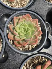 2026年最新】ドクターストレンジ 多肉の人気アイテム - メルカリ