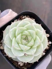 くまこさま ローズセダム 4 ローズセダム | RuPo 多肉植物専門店