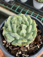 18株×ルーシーニシキ 多肉植物 エケベリア セダム アエオニウム