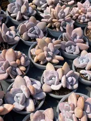 30株×ピンクラビット 多肉植物 エケベリア セダム アエオニウム グラプトペタルム 韓国苗 寄せ植え QS1085