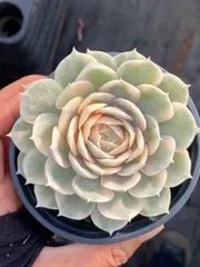 2025年最新】多肉アンの人気アイテム - メルカリ