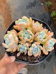 6株×レイコウ 多肉植物 エケベリア セダム アエオニウム グラプトペタルム 韓国苗 寄せ植え QS1192