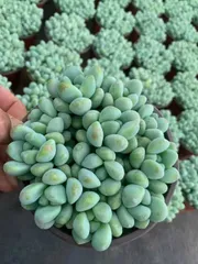 18株×エンジェルティア 多肉植物 エケベリア セダム アエオニウム グラプトペタルム 韓国苗 寄せ植え SF51