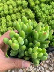 32株×レモンフィンガー 多肉植物 エケベリア セダム アエオニウム グラプトペタルム 韓国苗 寄せ植え SF52