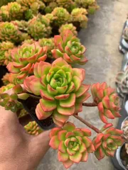 50株×ティア 多肉植物 エケベリア セダム アエオニウム グラプトペタルム 韓国苗 寄せ植え SF53