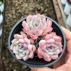 くまこさま ローズセダム ☆ 2025年最新】ローズセダムの人気アイテム