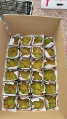 12株×ティア 多肉植物 エケベリア セダム アエオニウム グラプトペタルム 韓国苗 寄せ植え SF7