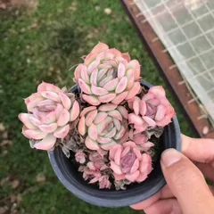 2025年最新】ローズセダムの人気アイテム - メルカリ