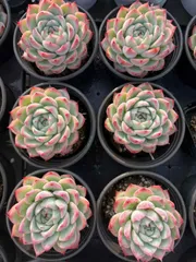 36株×ピンククリスタル 多肉植物 エケベリア セダム アエオニウム グラプトペタルム 韓国苗 寄せ植え XJB526