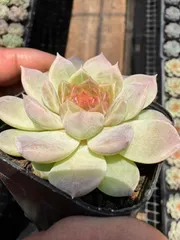 2025年最新】ネオンライト多肉の人気アイテム - メルカリ